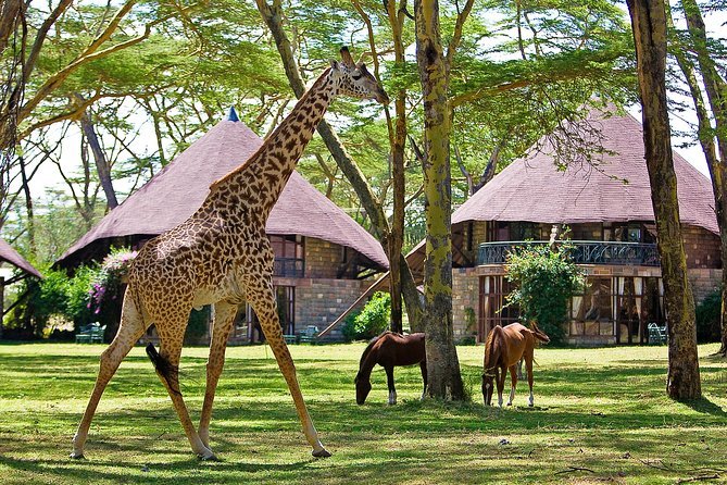 Irungu forest safari lodge